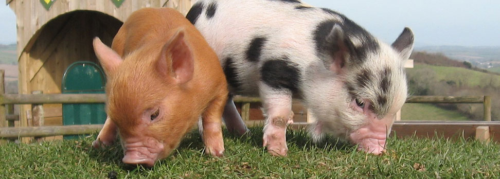 Pennywell miniature pigs