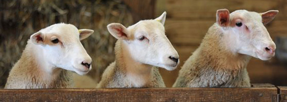 3 Wise Sheep