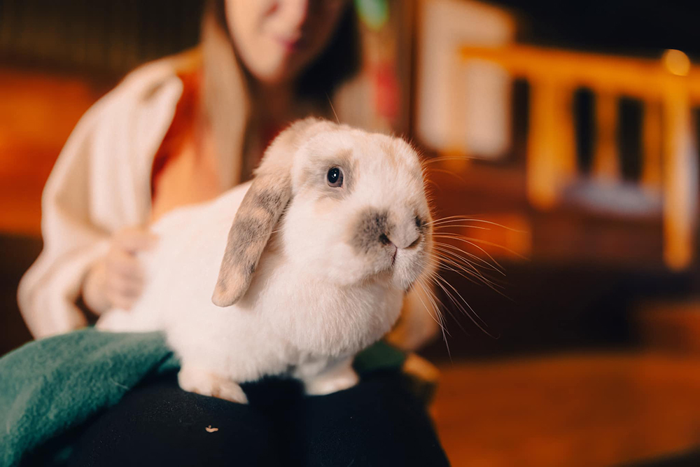Cuddling a rabbit for rainy days in devon